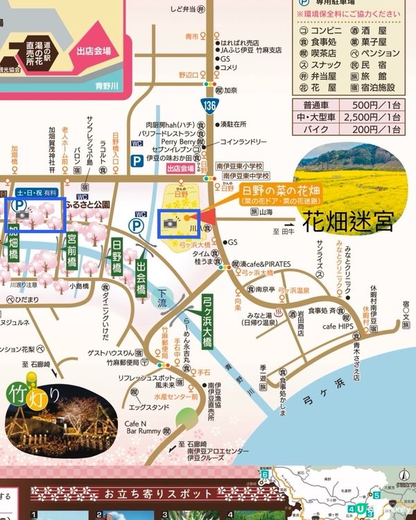 【📣賞花啦🌸】南伊豆町的南櫻與油菜花祭