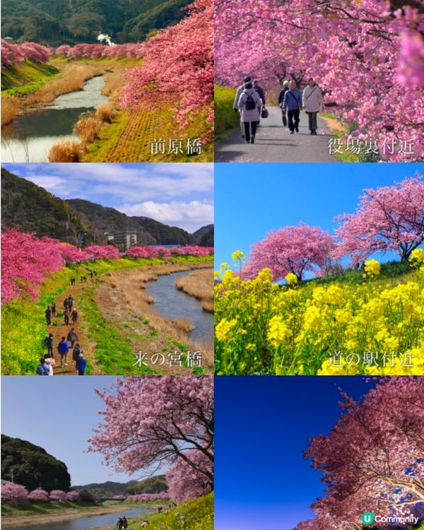 【📣賞花啦🌸】南伊豆町的南櫻與油菜花祭