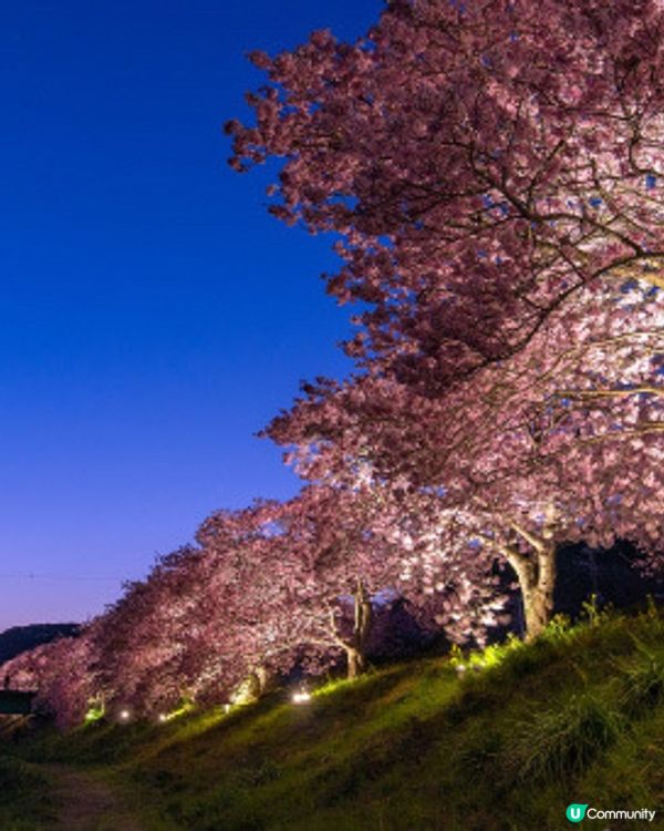 【📣賞花啦🌸】南伊豆町的南櫻與油菜花祭