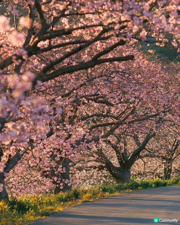 【📣賞花啦🌸】南伊豆町的南櫻與油菜花祭
