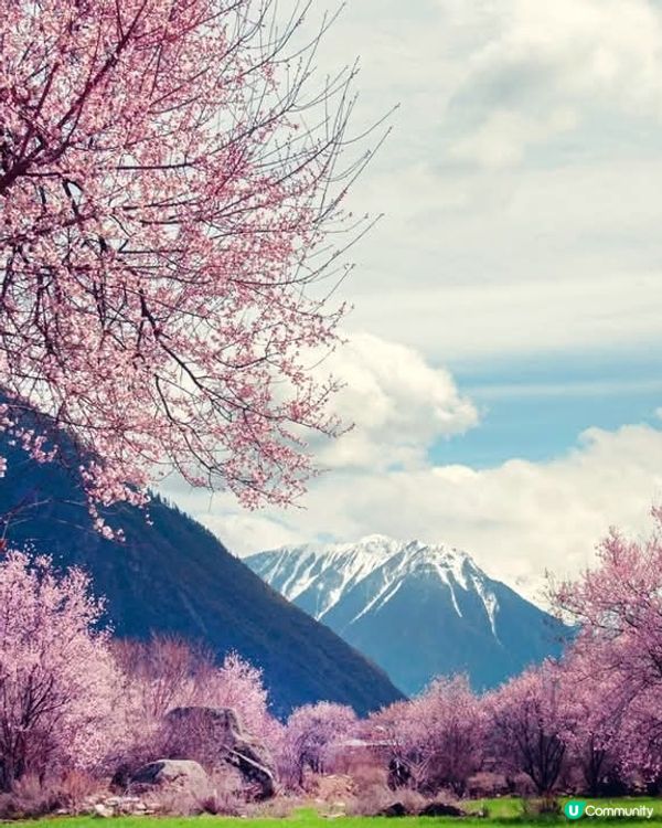 翠明假期西藏桃花之旅