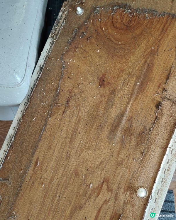 找Dr. Clean潔淨醫生來解決白蟻問題的經驗