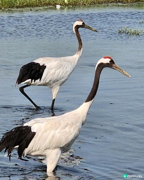 【中國旅遊】齊齊哈爾必做３件事！肉比菜便宜你認真？人均30元東北天天烤肉吃到爽｜Food ＆ Attraction in Qiqihar, Heilongjiang, China｜momojoejoe