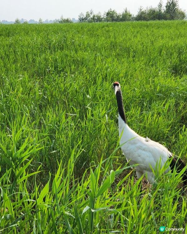 【中國旅遊】齊齊哈爾必做３件事！肉比菜便宜你認真？人均30元東北天天烤肉吃到爽｜Food ＆ Attraction in Qiqihar, Heilongjiang, China｜momojoejoe