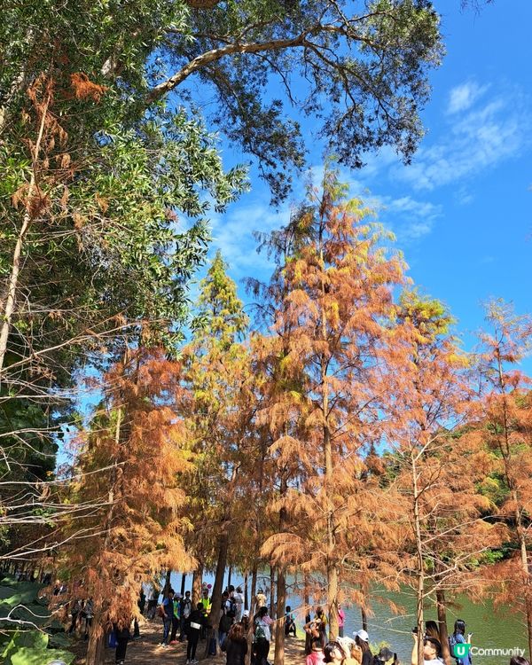 秋來紅葉-粉嶺流水響入秋化身紅噹噹的叢林，林旁湖泊清晰晶瑩，...