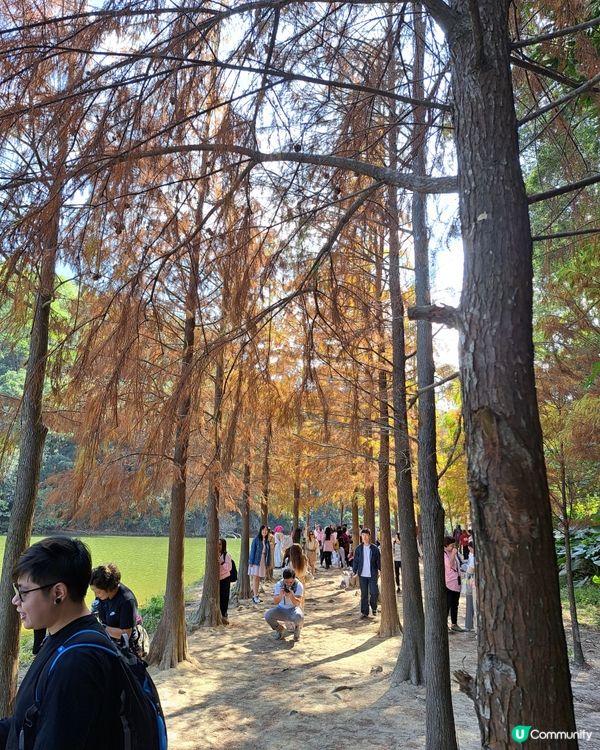 秋來紅葉-粉嶺流水響入秋化身紅噹噹的叢林，林旁湖泊清晰晶瑩，...