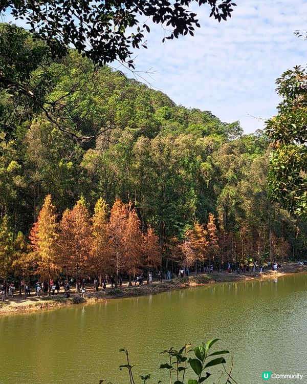 秋來紅葉-粉嶺流水響入秋化身紅噹噹的叢林，林旁湖泊清晰晶瑩，...