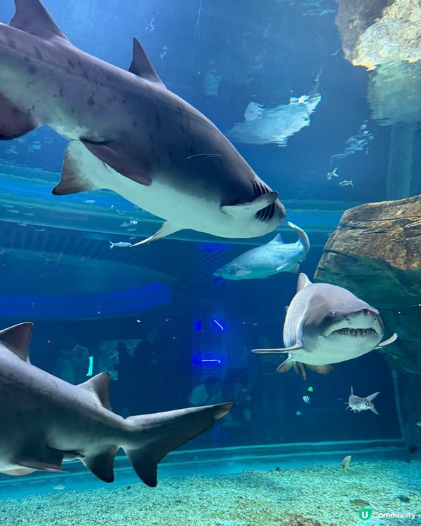 一天遊$268 遊覽深圳最新水族館+outlet+海鮮晚餐！