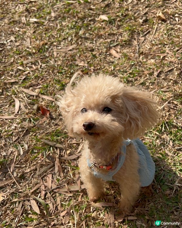 ##🐶 西貢郊野公園，狗狗天堂！🤩