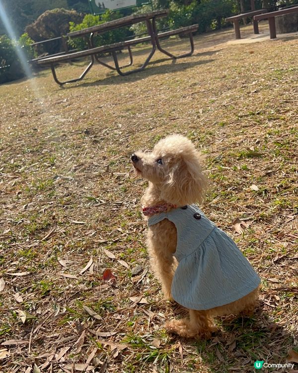 ##🐶 西貢郊野公園，狗狗天堂！🤩