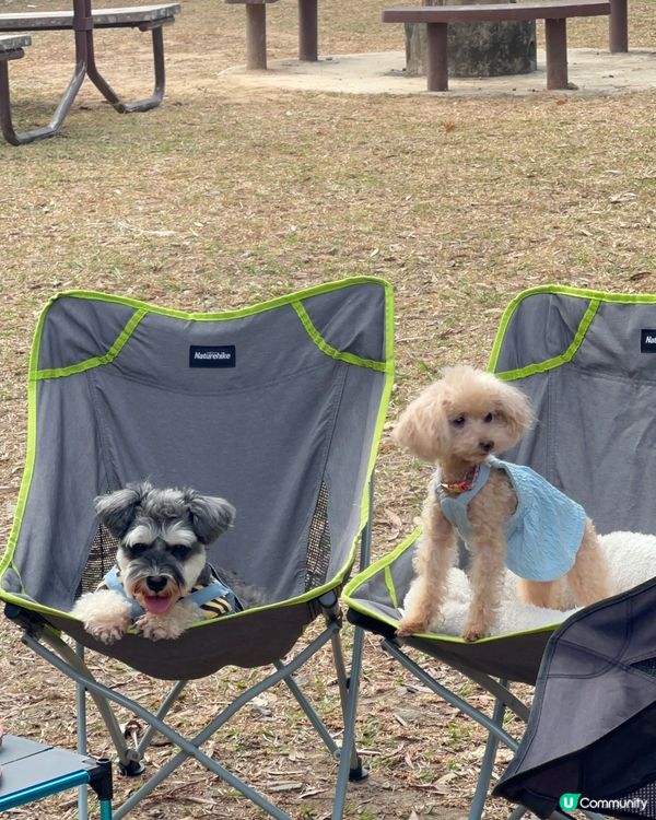 ##🐶 西貢郊野公園，狗狗天堂！🤩