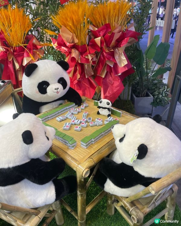 成都睇熊貓🐼 月亮星星產房，熊貓湯圓