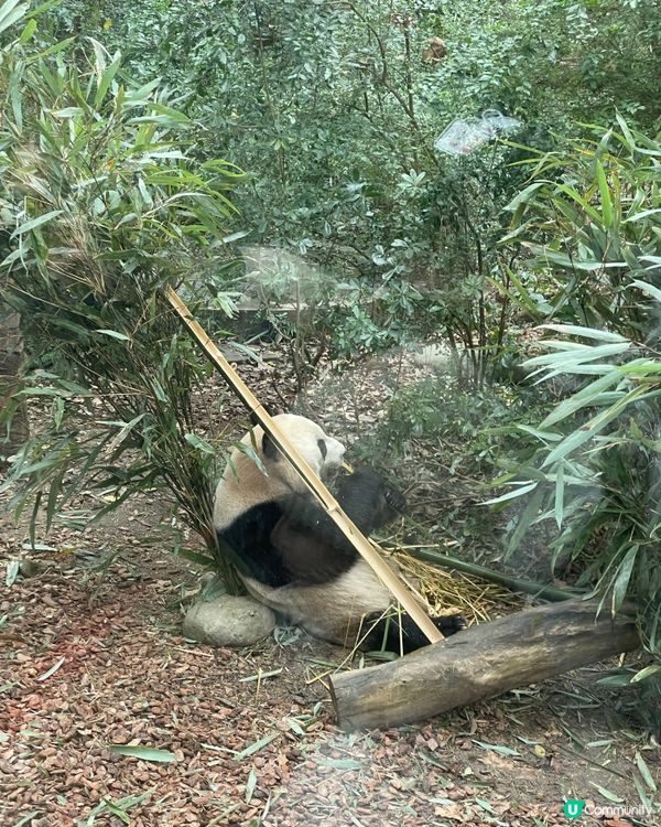 成都睇熊貓🐼 月亮星星產房，熊貓湯圓