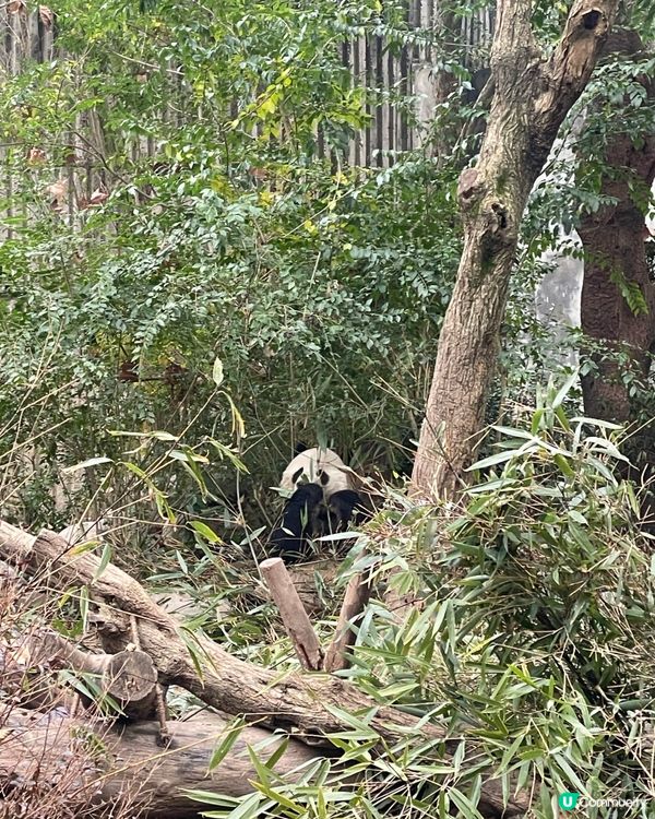 成都睇熊貓🐼 月亮星星產房，熊貓湯圓