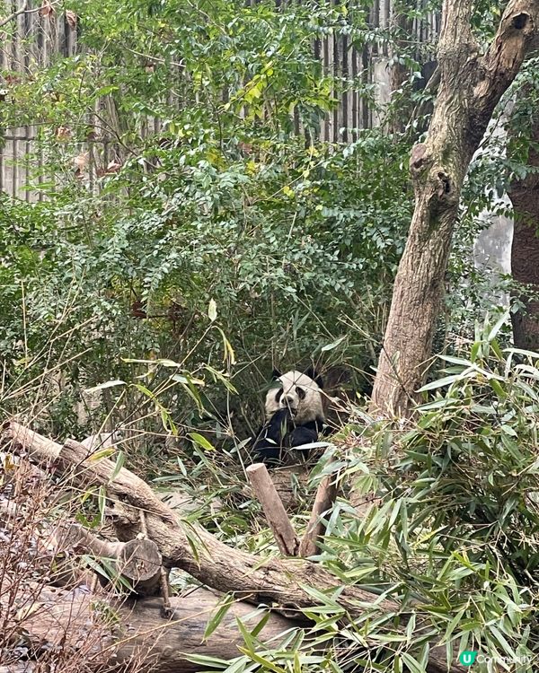 成都睇熊貓🐼 月亮星星產房，熊貓湯圓