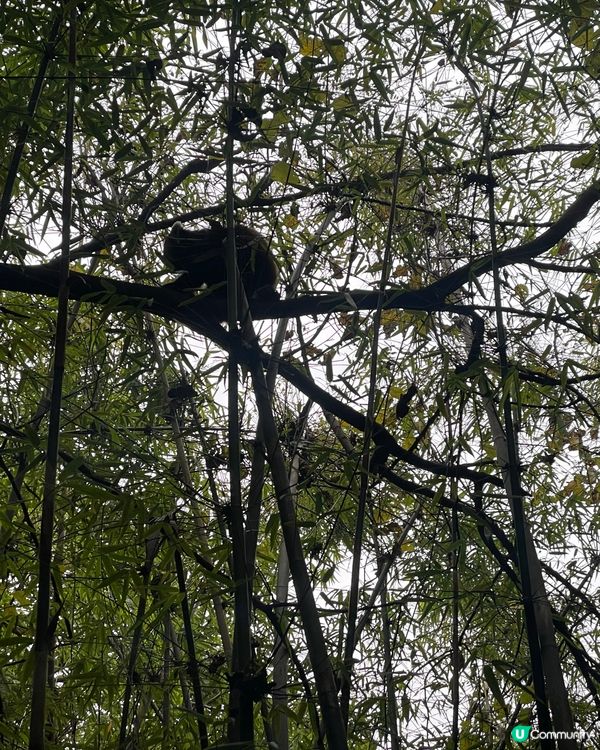 成都睇熊貓🐼 月亮星星產房，熊貓湯圓