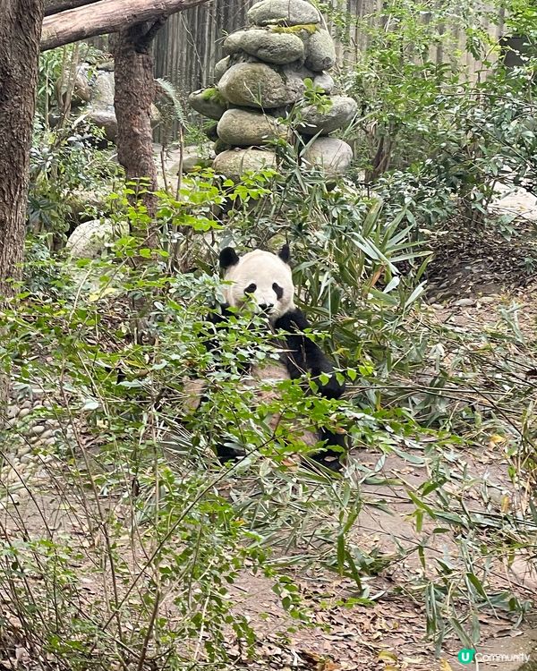 成都睇熊貓🐼 月亮星星產房，熊貓湯圓