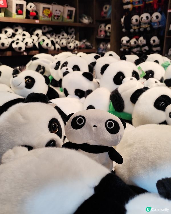 成都睇熊貓🐼 月亮星星產房，熊貓湯圓