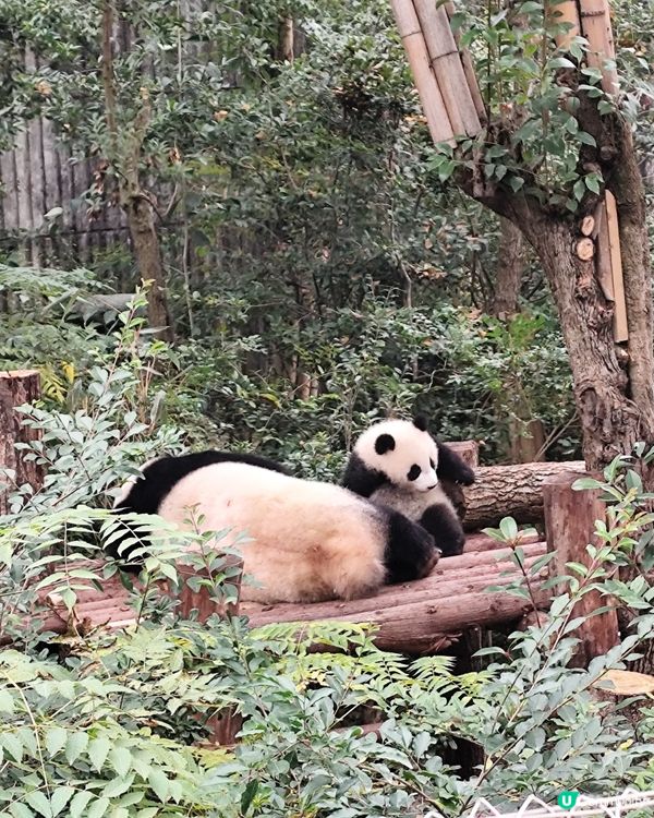 成都睇熊貓🐼 月亮星星產房，熊貓湯圓
