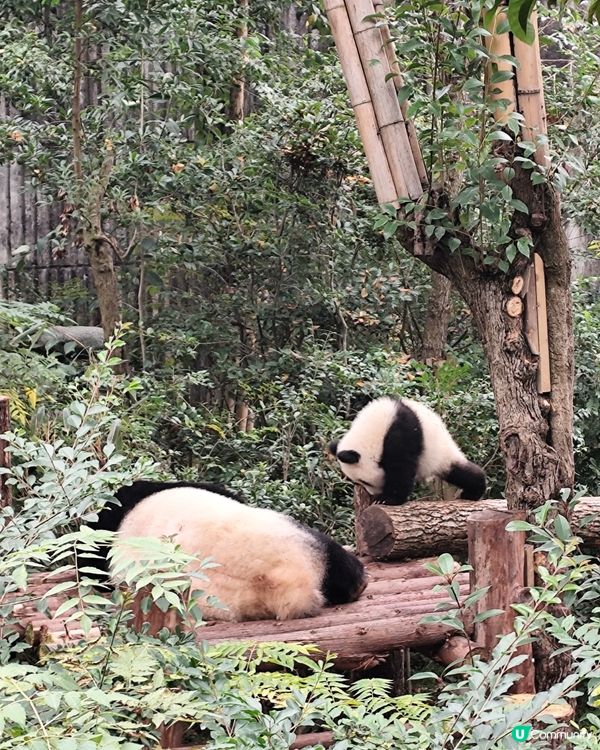 成都睇熊貓🐼 月亮星星產房，熊貓湯圓
