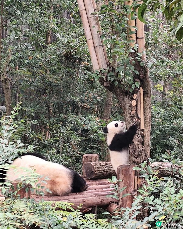成都睇熊貓🐼 月亮星星產房，熊貓湯圓