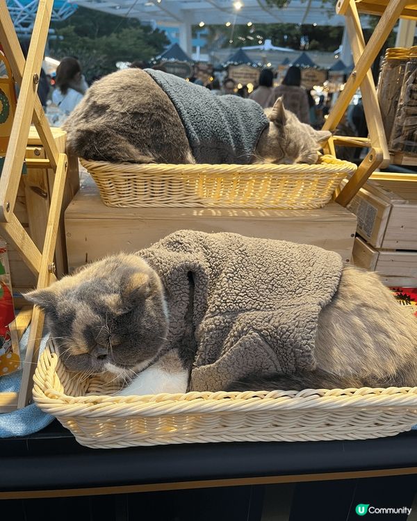 2024赤柱户外聖誕市集，每年都會參加，今年發現尤其美食方面...