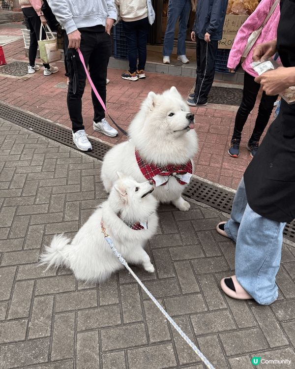 西貢市！聖誕假期去好有氣氛，好多人帶埋狗狗一齊去cafe 食...