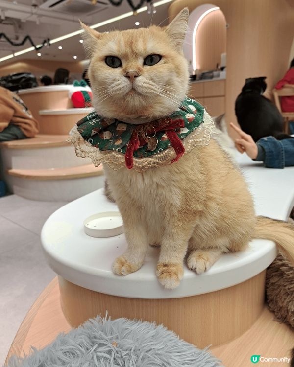 URBAN Cafe是一間貓cafe,店內多達50隻貓咪，全...