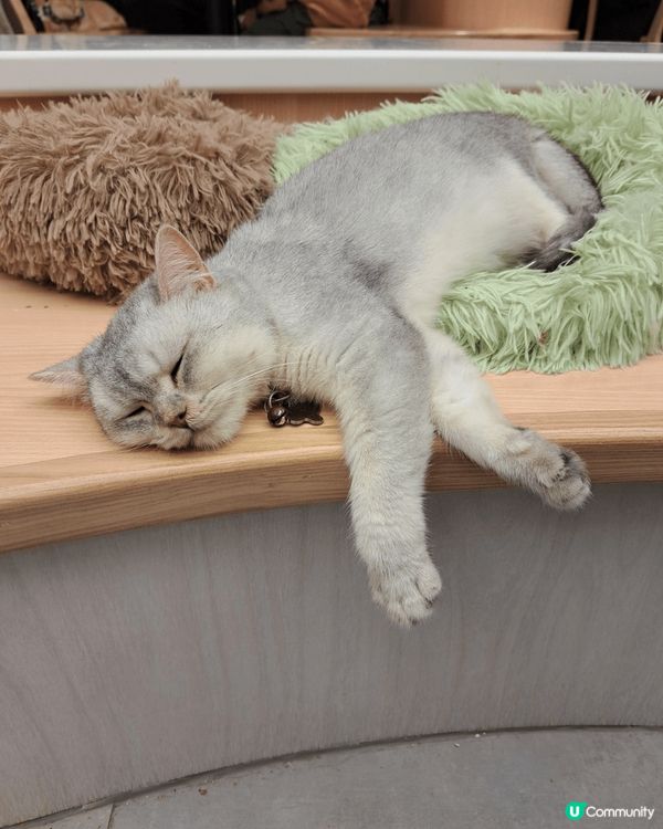 URBAN Cafe是一間貓cafe,店內多達50隻貓咪，全...