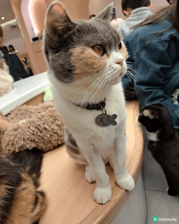 URBAN Cafe是一間貓cafe,店內多達50隻貓咪，全...