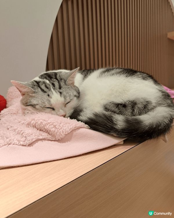 URBAN Cafe是一間貓cafe,店內多達50隻貓咪，全...