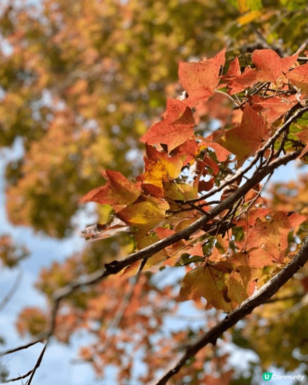 我推介大家去元朗大棠睇紅葉。於港鐵朗屏站元朗市乘港鐵巴士K6...