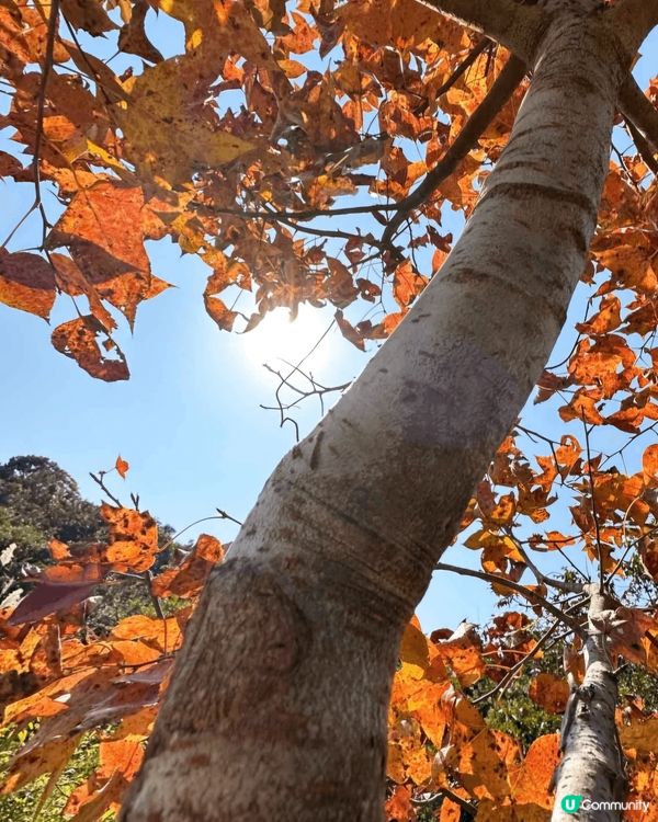 我推介大家去元朗大棠睇紅葉。於港鐵朗屏站元朗市乘港鐵巴士K6...