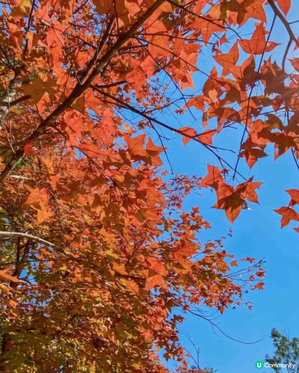 我推介大家去元朗大棠睇紅葉。於港鐵朗屏站元朗市乘港鐵巴士K6...