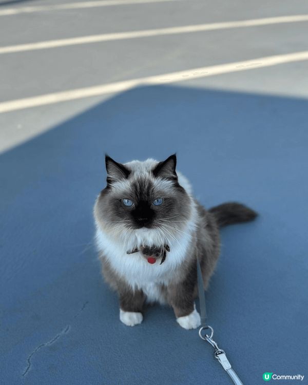 九龍東一個好靚嘅寵物公園-茶果嶺海濱公園。最適合帶寵物嚟玩，...
