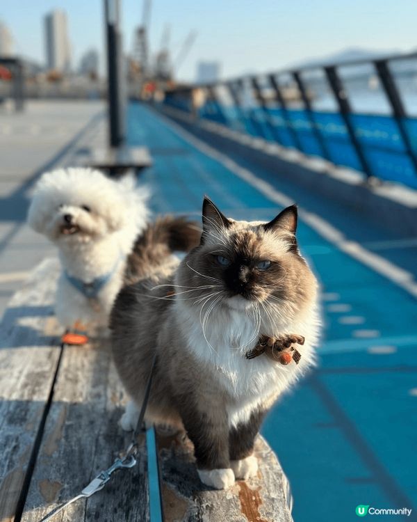 九龍東一個好靚嘅寵物公園-茶果嶺海濱公園。最適合帶寵物嚟玩，...