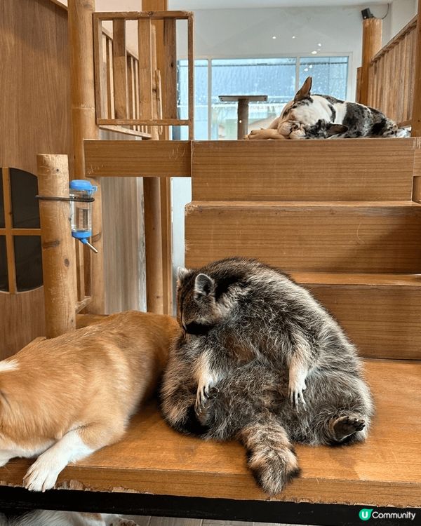 這裏是曼谷的一個動物cafe （little zoo caf...