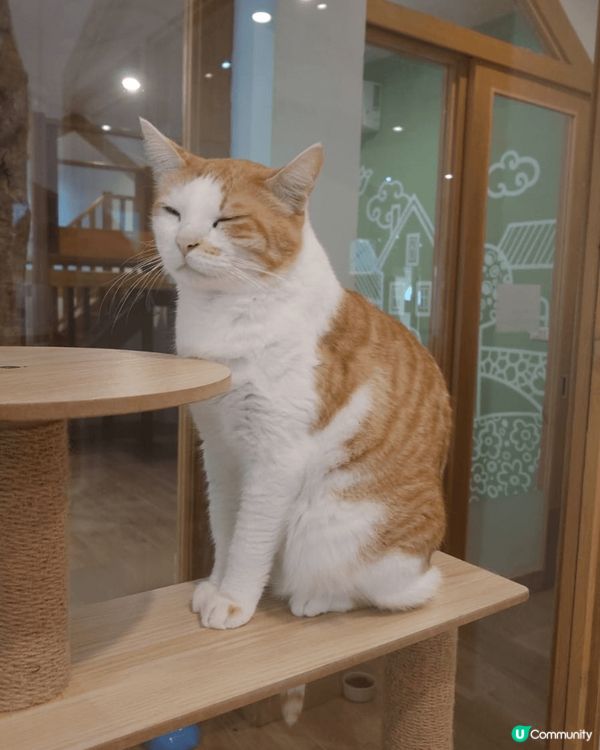 這裏是曼谷的一個動物cafe （little zoo caf...