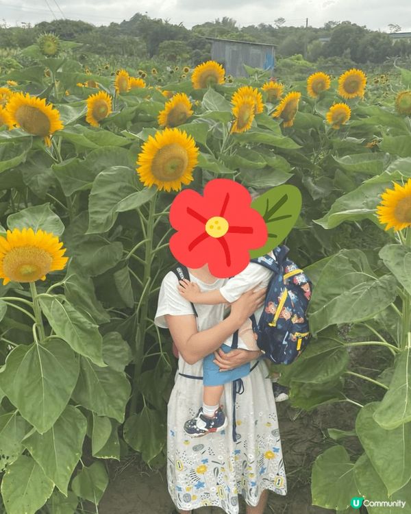 我選的打卡熱點分別是元朗信芯園， -每年夏天的向日葵非常靚；...