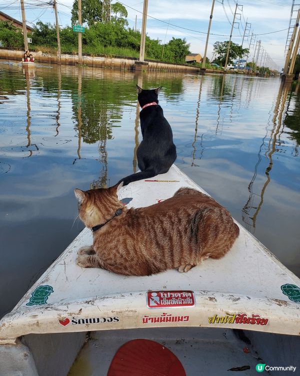 有貓號地方，就係打卡嘅好地方。仲要有唔同貓咪陪你船上暢遊泰國...