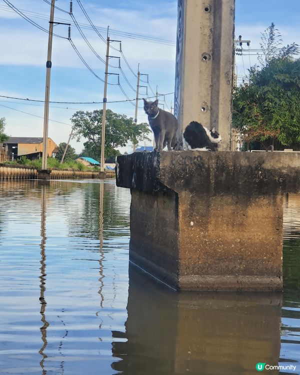 有貓號地方，就係打卡嘅好地方。仲要有唔同貓咪陪你船上暢遊泰國...
