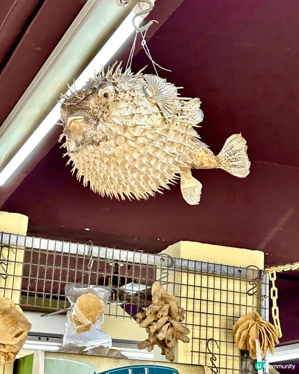 大澳一日遊 📸  🐟 漁村風情 ⛵️