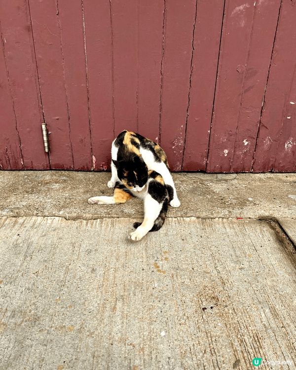 大澳一日遊 📸  🐟 漁村風情 ⛵️