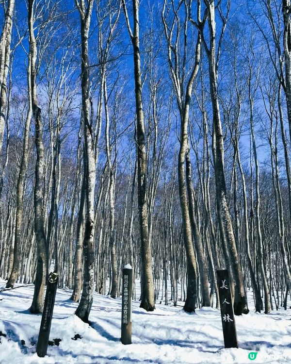 新潟雪景 ❄️ 美人林 😍😍