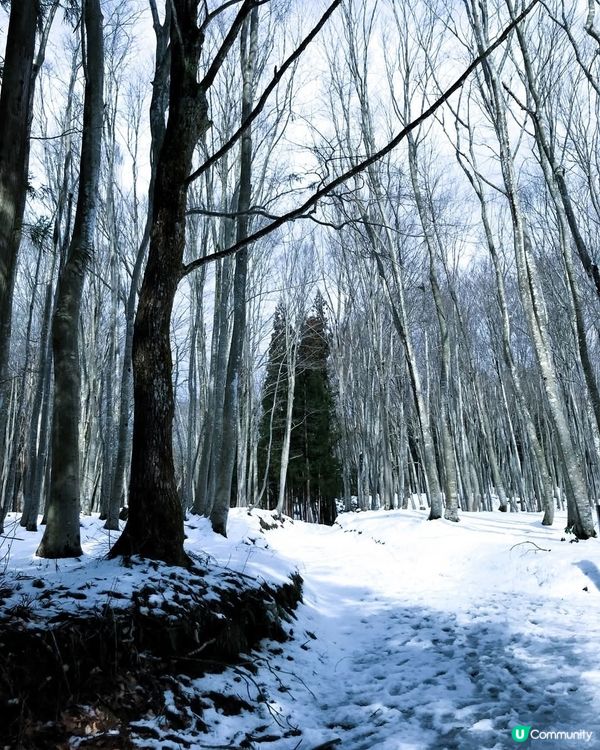 新潟雪景 ❄️ 美人林 😍😍