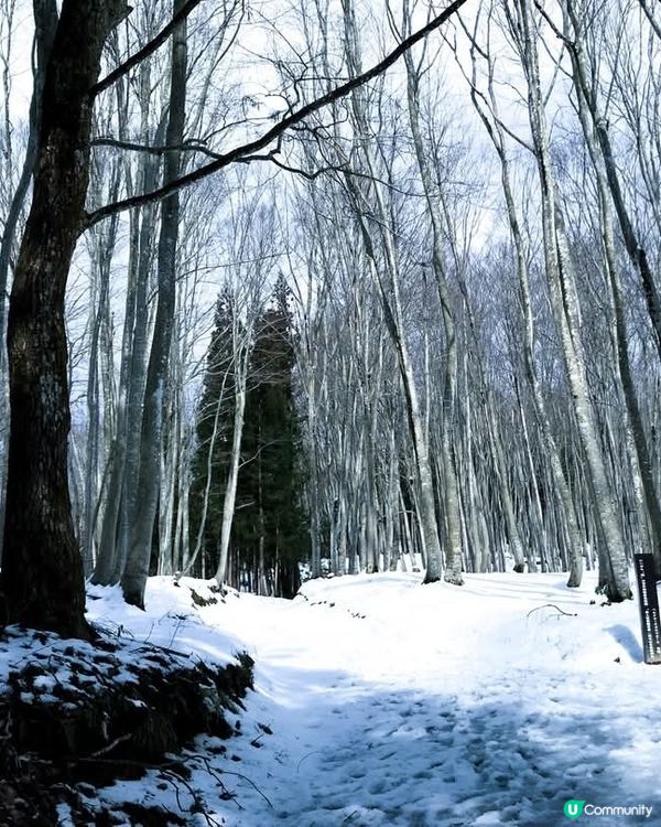 新潟雪景 ❄️ 美人林 😍😍