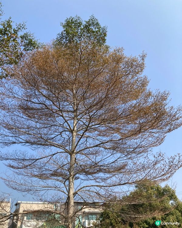 ## 🇭🇰 香港生活忙到飛起，不如去錦上路放鬆一下！ 🌿☀️