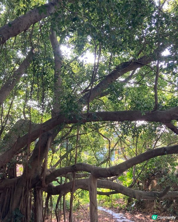 ## 🇭🇰 香港生活忙到飛起，不如去錦上路放鬆一下！ 🌿☀️