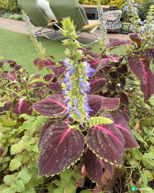 🪻🪻有機園圃@V Walk🪻🪻