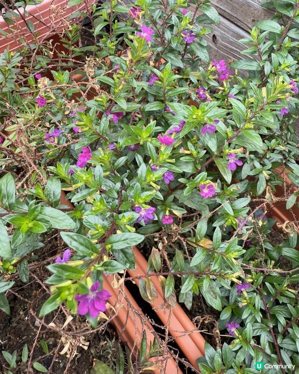 🪻🪻有機園圃@V Walk🪻🪻